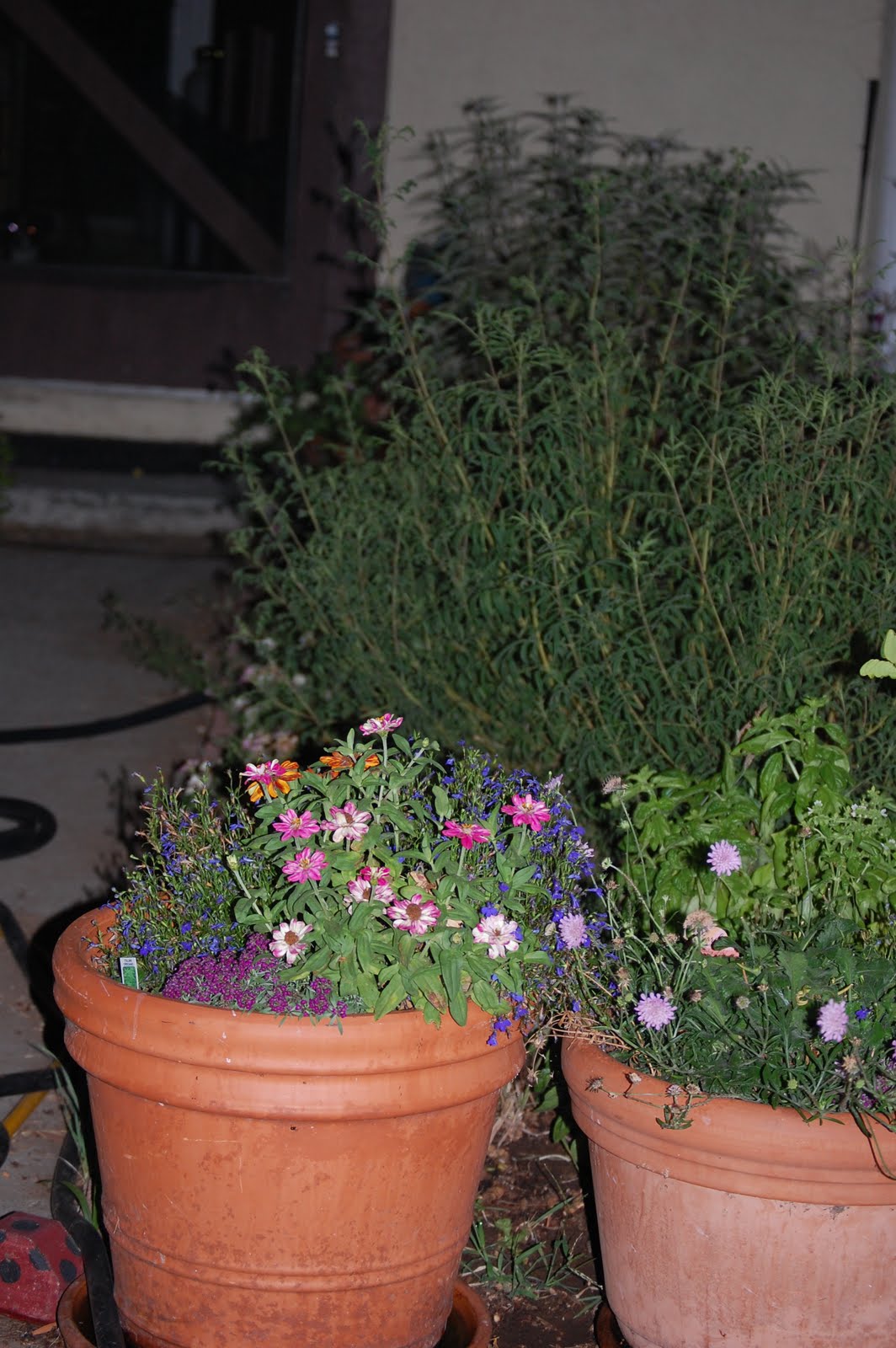 ginger patches Bliss