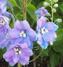 Delphiniums