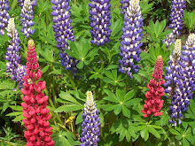 Bodnant Gardens Lupins