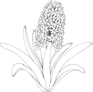 flower coloring pages,plant coloring pages, flower coloring page