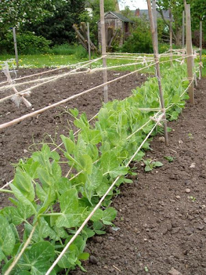 Staking Peas