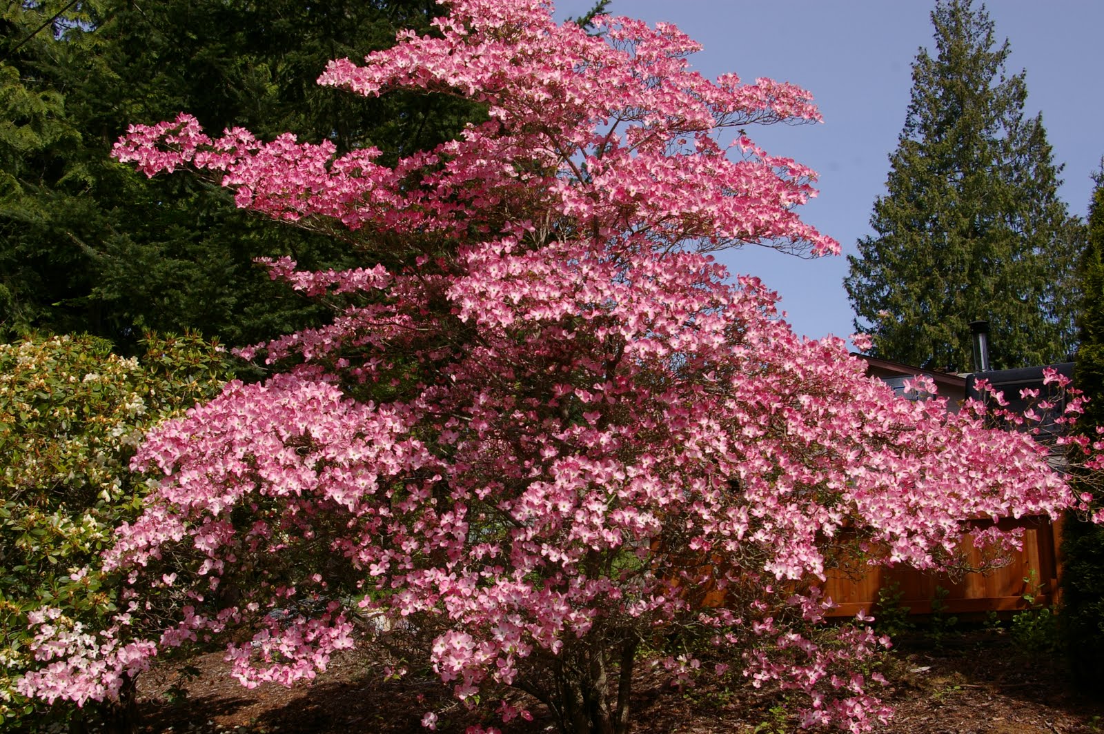 Dogwood+tree+tattoo+meaning