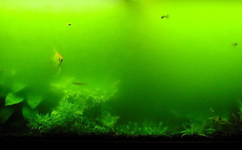 http://4.bp.blogspot.com/_MOTNQWz_Hf0/TJX2ibRPjiI/AAAAAAAAAQo/2MILzfkXtkc/s1600/greenwater.jpg