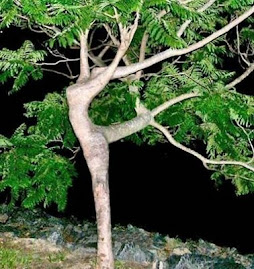 A árvore bailarina