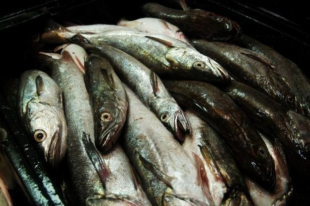 [Foto+pescado.JPG]