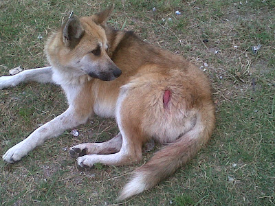 IMG00700 20101211 1749