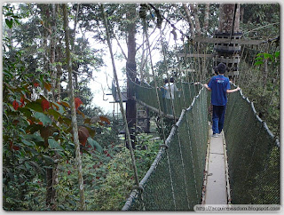 On the Canopy Walk
