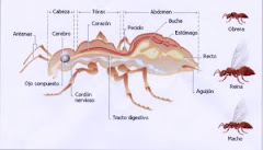 Anatomia De La Hormiga