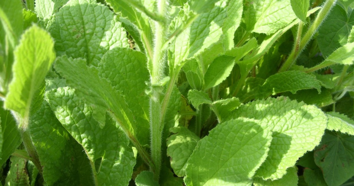 Eat The Blog Borage