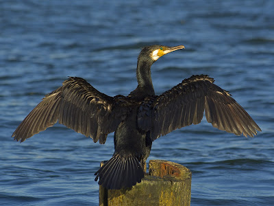 external image Phalacrocorax_carbo02.jpg