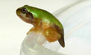 [small+green+frog.JPG]