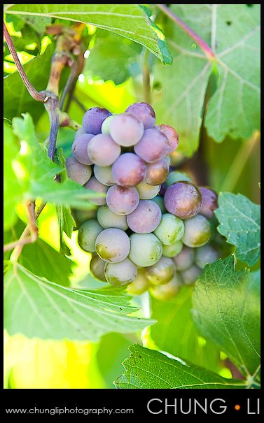 Los Gatos Byington winery vineyard wedding