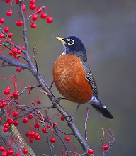 My favorite bird . . .