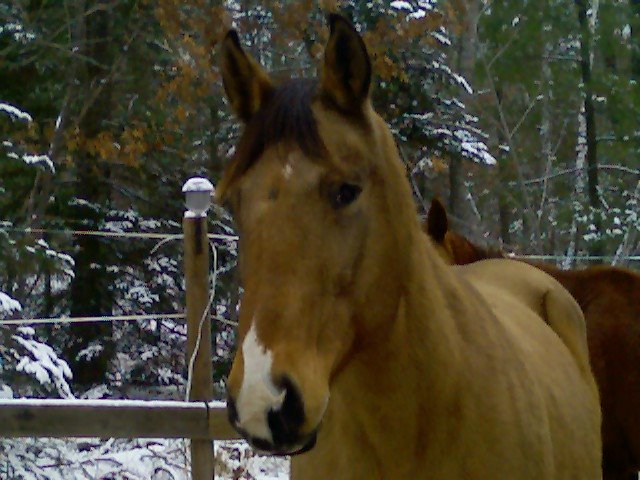 My Beautiful Bailey QH
