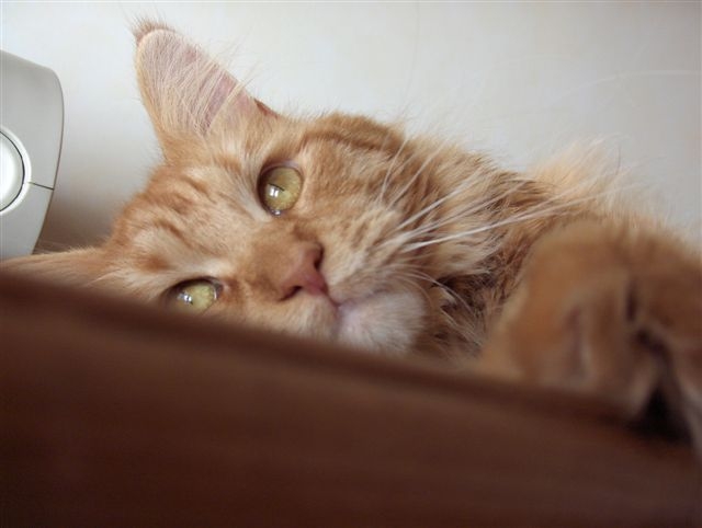 [Goldie0110H.JPG]