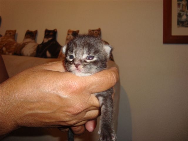 [2ªninhada+silver10diasb.JPG]