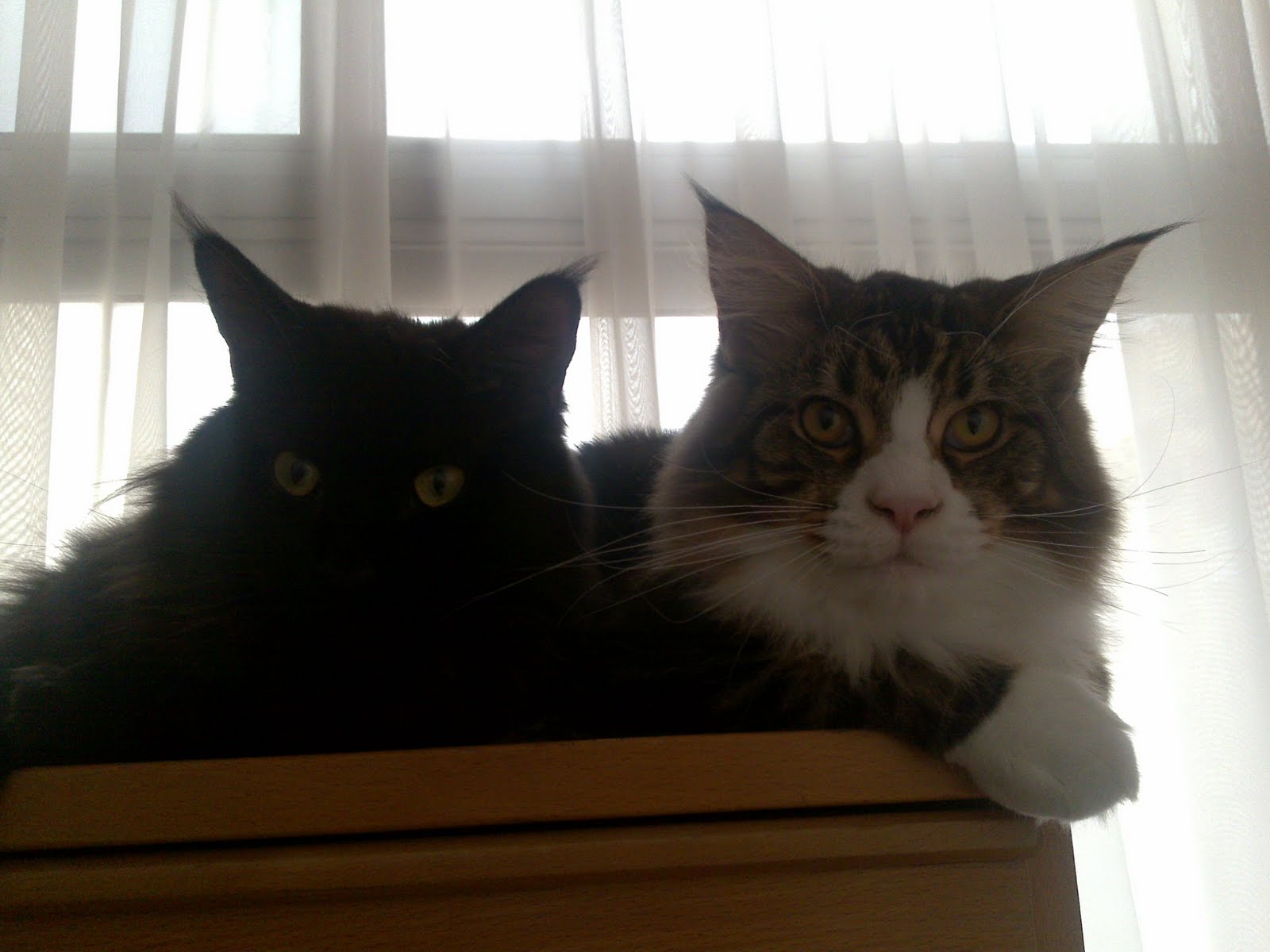 [Charlie+e+Sandy.JPG]