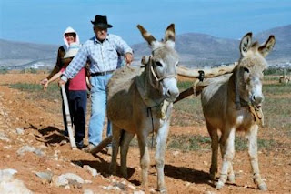 importancia del burro utilidad del burro
