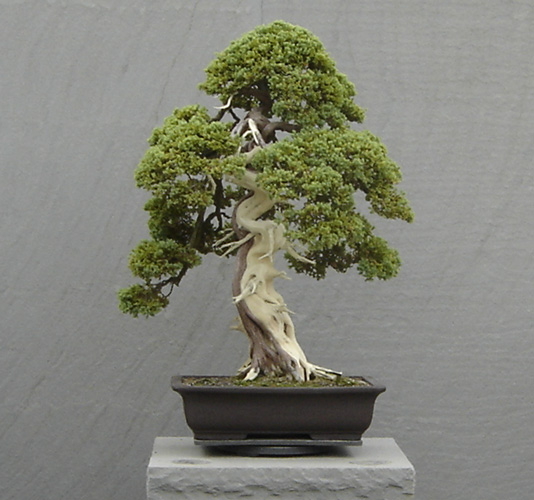 Buying Bonsai Bonsai