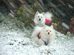 Teddi and Chinook