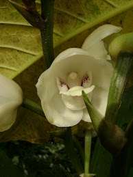 Flor del Espíritu Santo