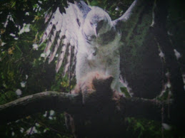 Ave Nacional de Panamá.