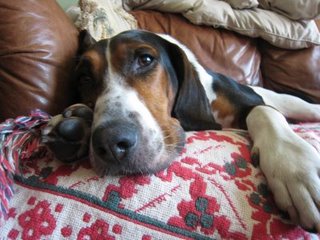 Our Sweet and Crazy Coonhound ...