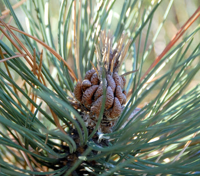 types of pine trees pictures