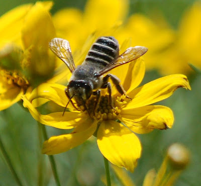 mason bee Mason bees provide essential pollination services.