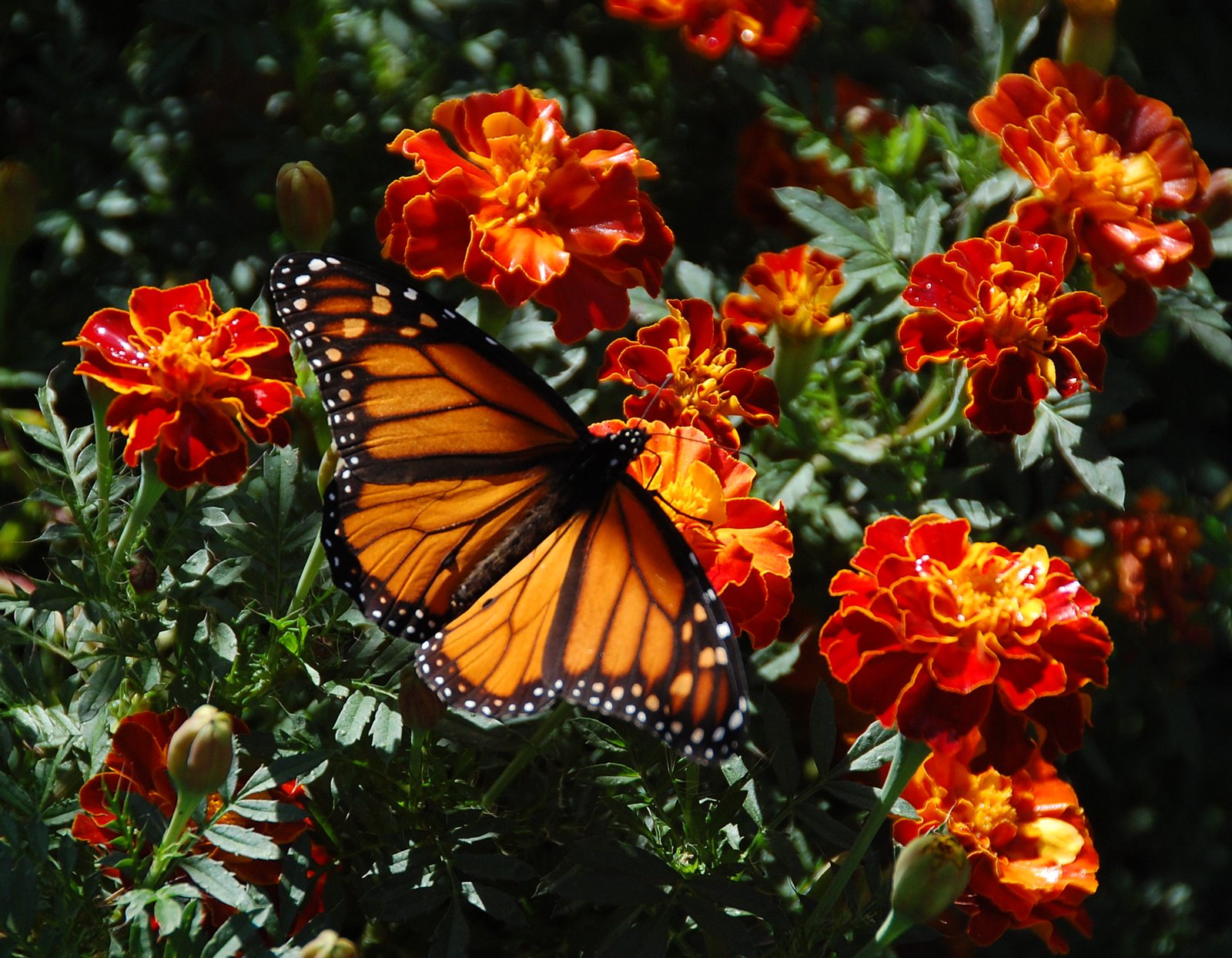 Q's Corner Monarchs in the Marigolds