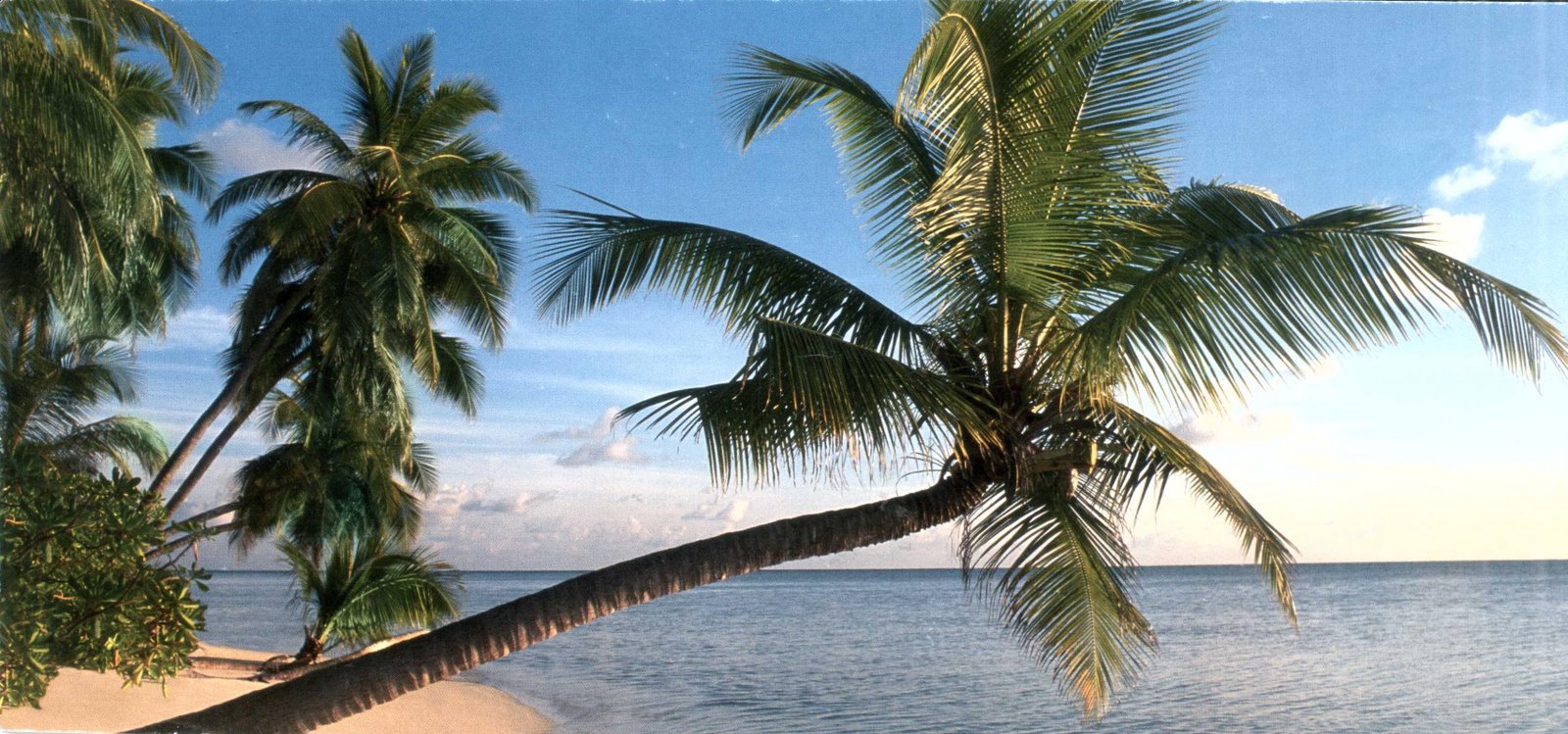 [255.+Surprise+Project+-+Palm+tree.JPG]