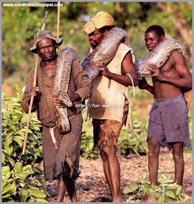 dangerous snake