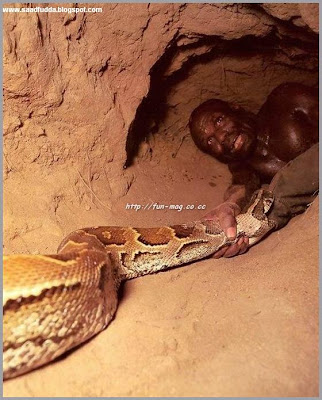hunting snake vs the cockroach Snake and lizard droppings the color of pest poop can help you identify a squirrel vs a rat problem in your attic, for instance can mean the difference . hunting snake vs the cockroach Snake and lizard droppings the color of pest poop can help you identify a squirrel vs a rat problem in your attic, for instance can mean the difference .