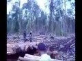 HABISNYA HUTAN PAPUA   DALAM 10  TAHUN DARI 2000  s/d 2010