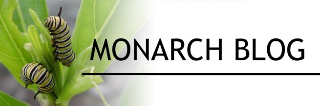 Monarch Blog