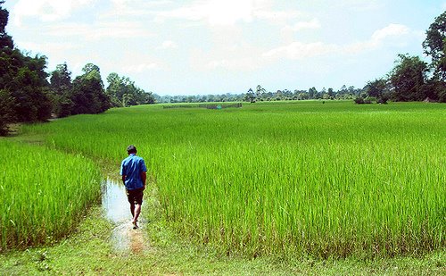 Rice Field