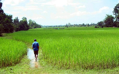 Rice Field