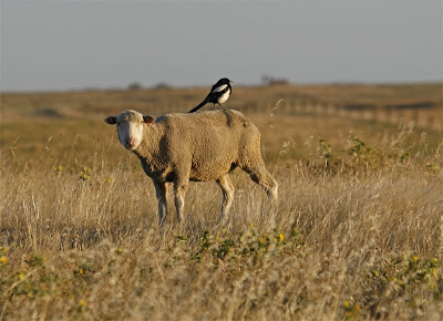 back of a merino sheep