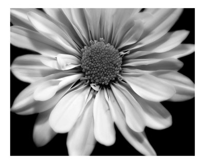 Black And White Pictures Of Flowers. lack and white flowers