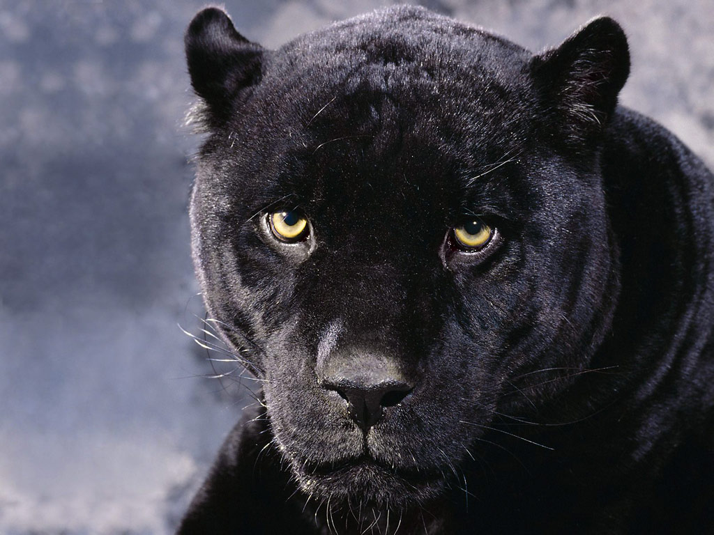 black panther animal