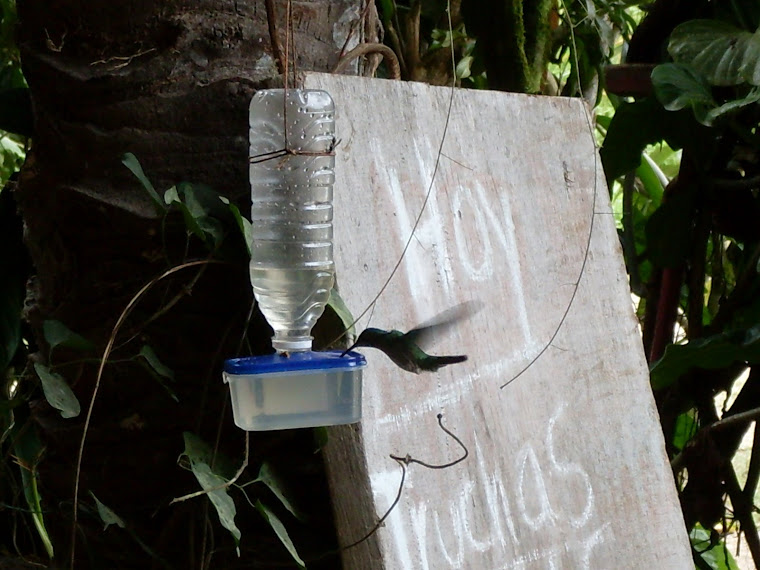 Un colibri de Mindo