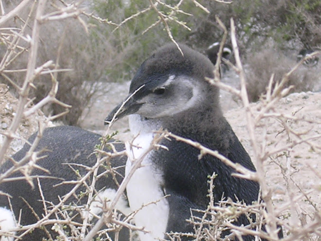 Bébé pinguino à Valdès
