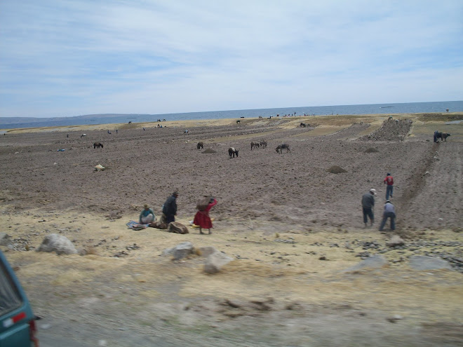 Les rives du Lac Titicaca