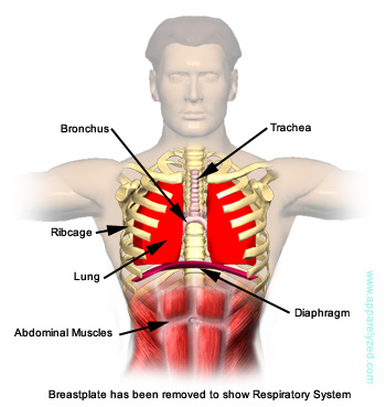 circulatory system pictures circulatory system images for kids. circulatory system pictures
