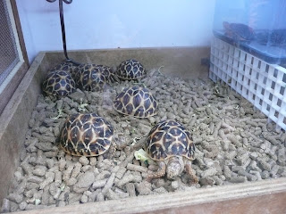 Baby Turtles For Sale Las Vegas