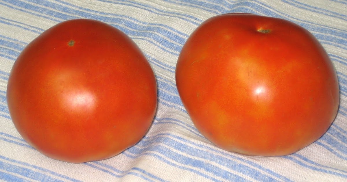 LA CASA E IL GIARDINO JERSEY TOMATO