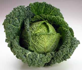 cabbage varieties