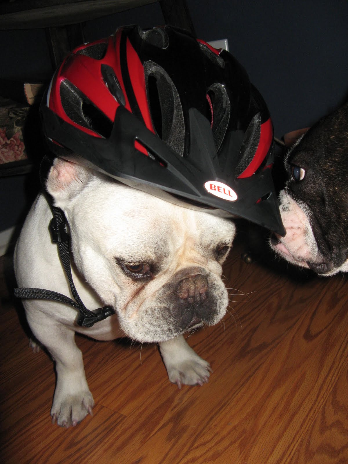 Two French Bulldogs Bike Ride