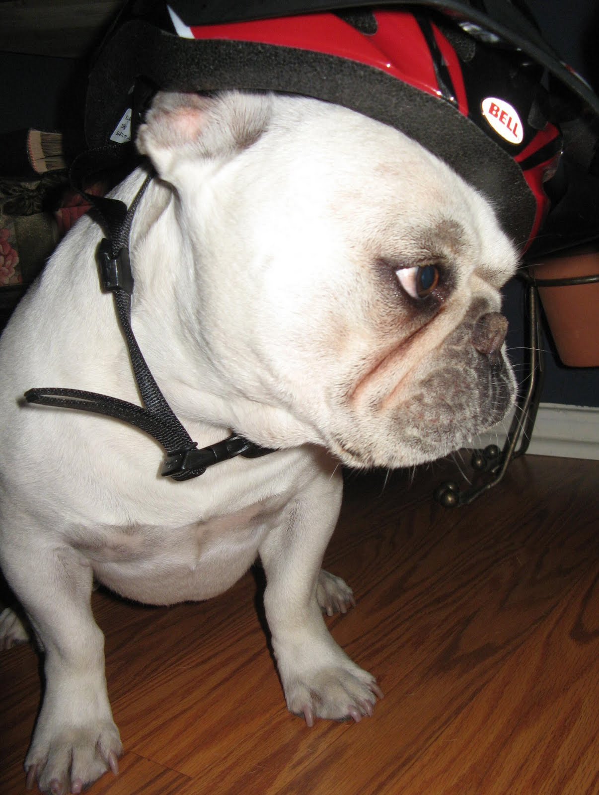 Two French Bulldogs Bike Ride