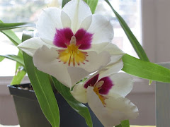 Hoa Lan